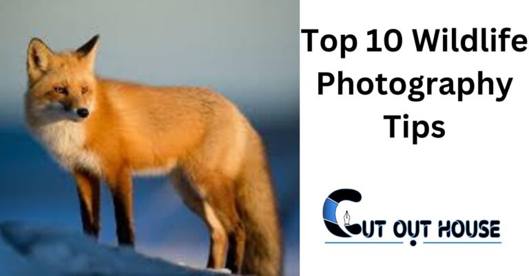 Top 10 Wildlife Photography Tips – Cut Out House