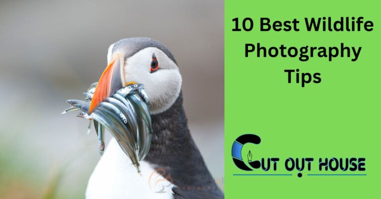 10 Best Wildlife Photography Tips